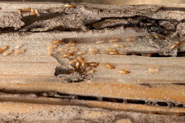 Best Cockroach Control Services  in Vley, AL