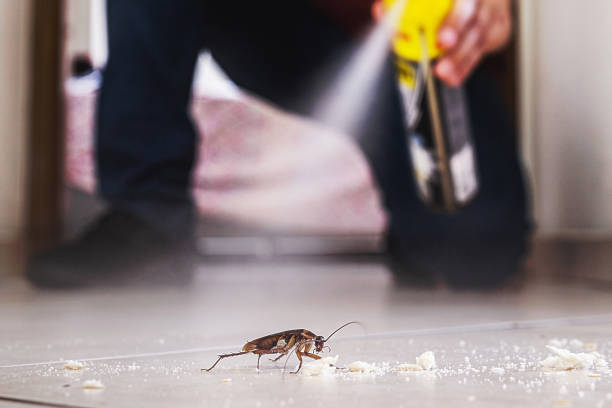 Best Wasp Removal Services  in Vley, AL