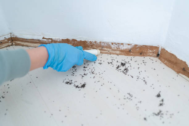 Best Rat Extermination Near Me  in Vley, AL